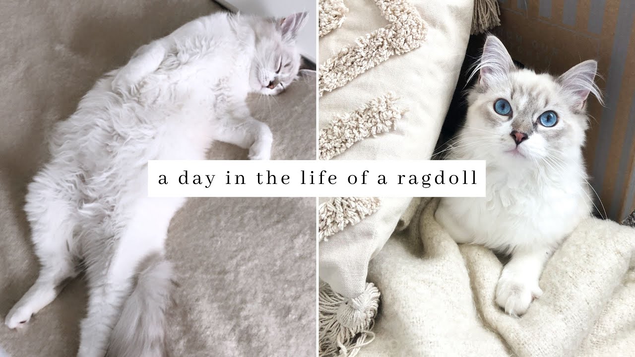 What it's REALLY like having a RAGDOLL Kitten! (Full Realistic Day In The Life)