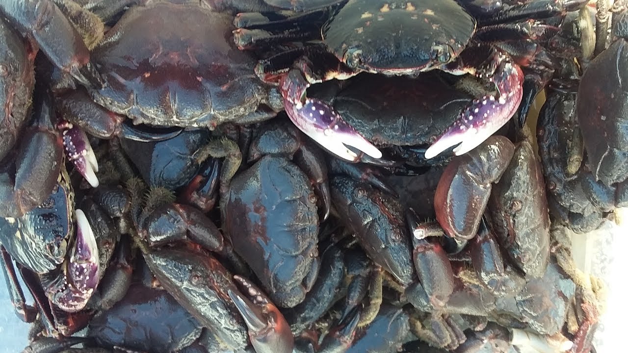 How to catch Rock Pool crabs - Kids Rock pooling for Crabs