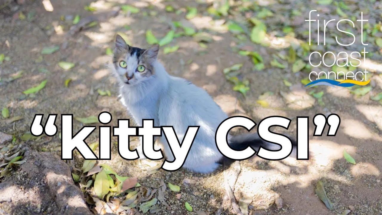 First Coast Connect: Don’t mess with cats