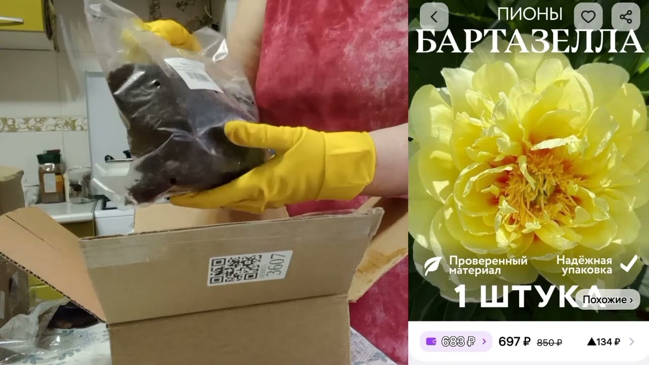 Купила корни  пионов!Вайлдберриз
