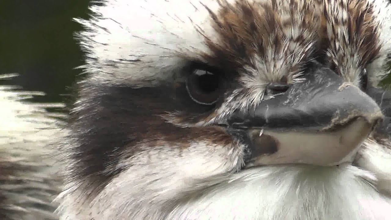 Laughing Kookaburra (Dacelo novaeguineae)