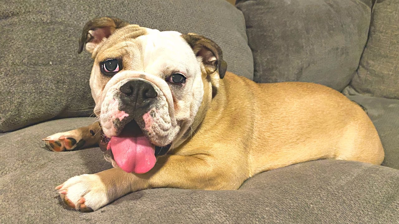 CUTEST BULLDOG PUPPY MOMENTS: LOLA THE BULLDOG