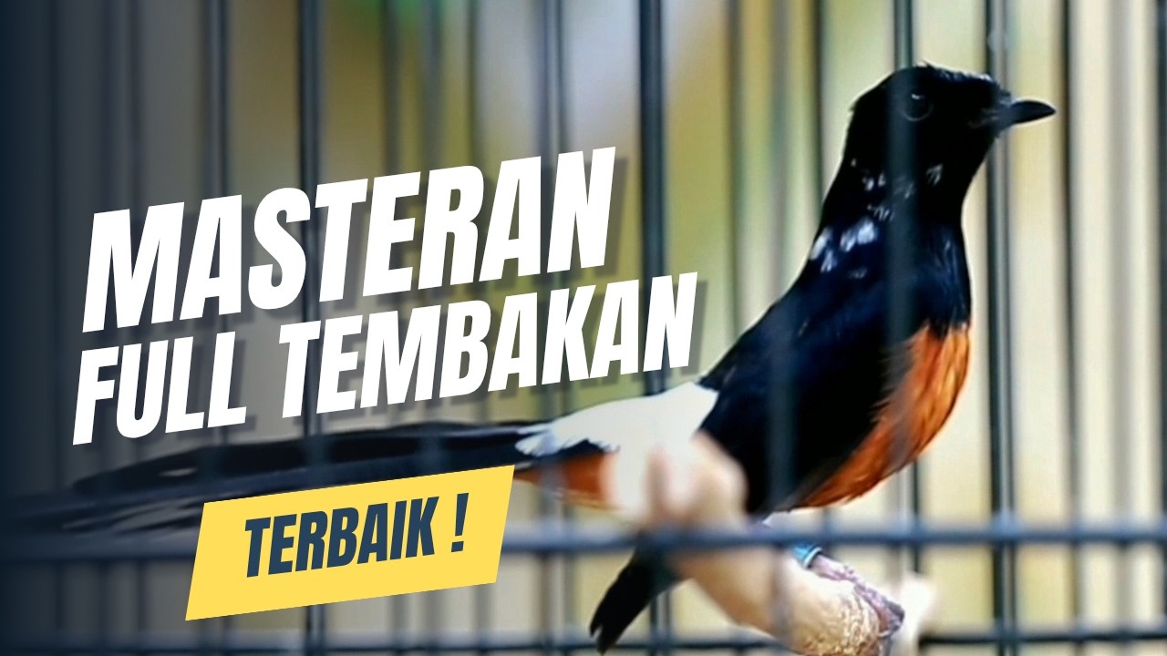 MURAI BATU GACOR FULL ISIAN TEMBAKAN MEWAH SANGAT AMPUH MELATIH MURAI BATU EMOSI BONGKAR ISIAN