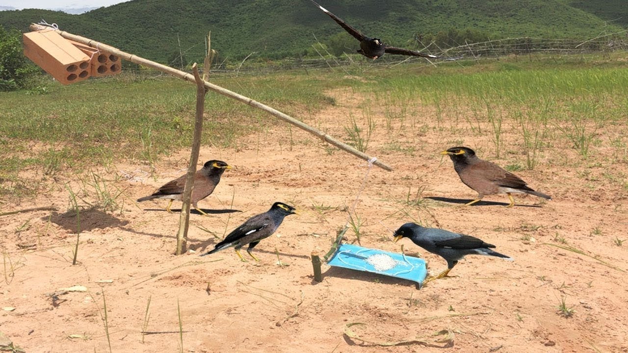 Trap bird ⎟ Easy Trap ⎟ PVC pipe
