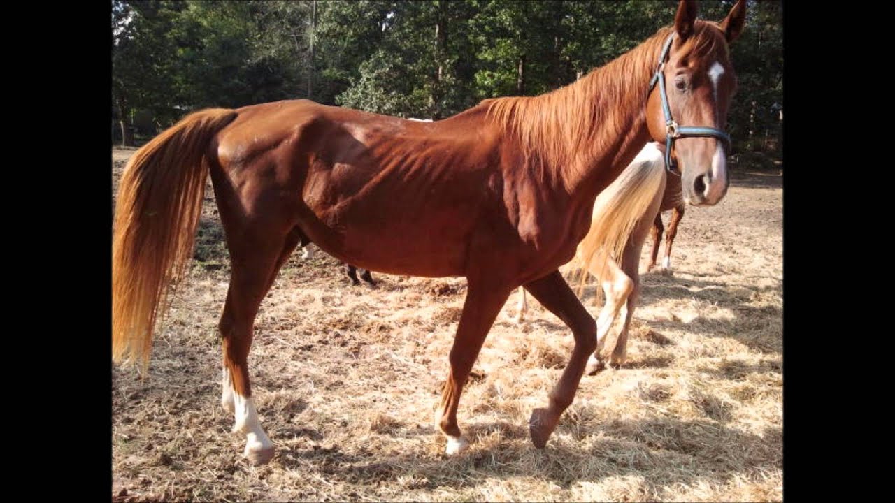 Aaron - Skinny Horse Rises