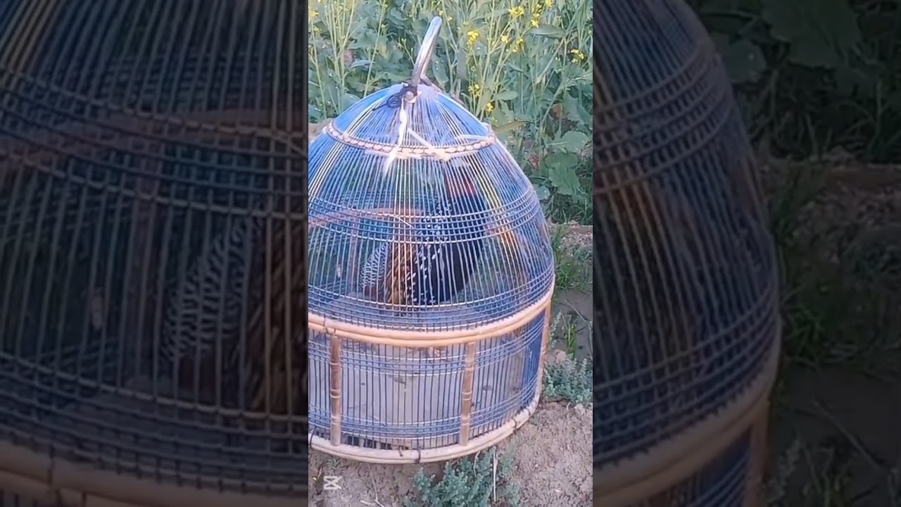 28 1 2026 kalateetar  francolin blackfrancolin teetarvoice kala teetar ki awaz black teetar ki awaz 