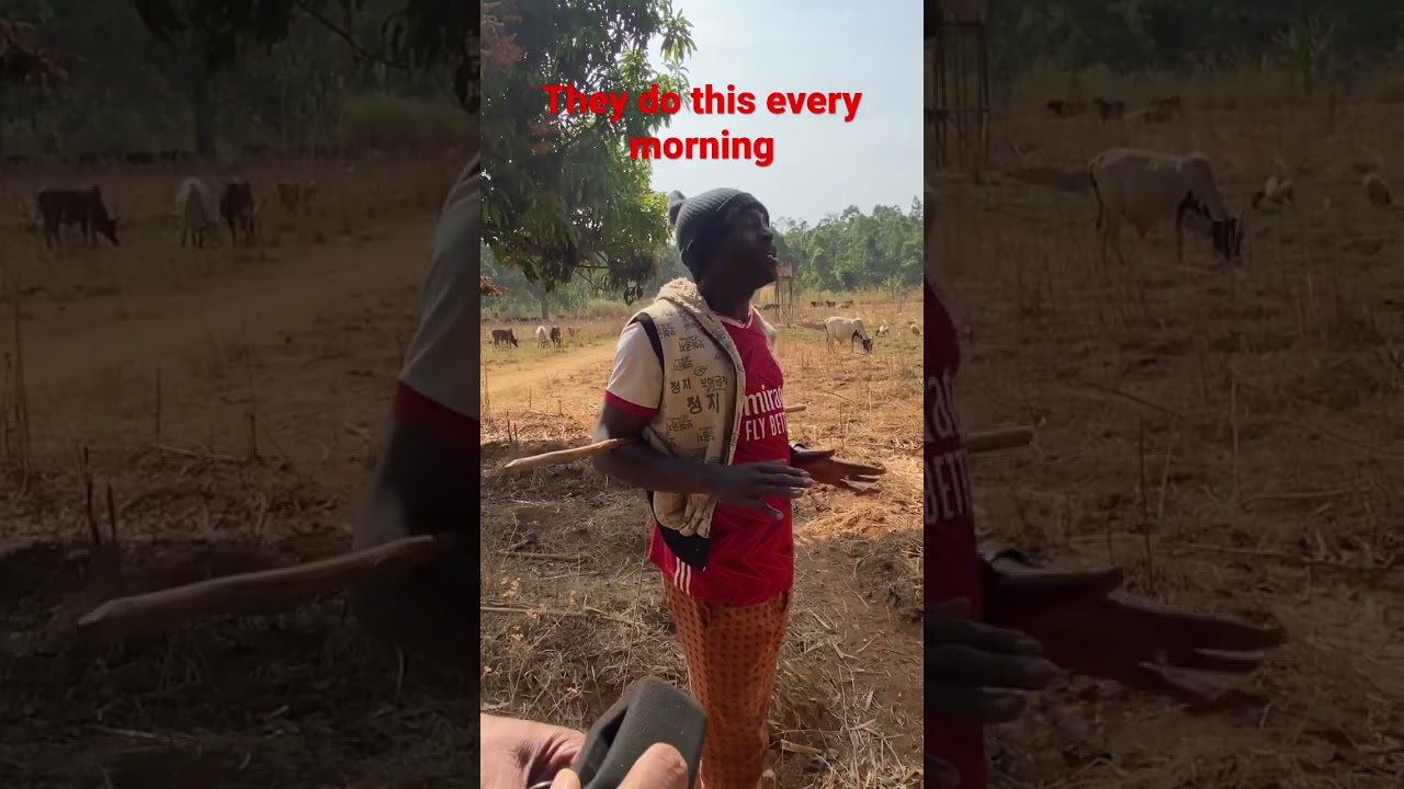 The #travel #adventure #gembu #mambilla #bigwillz Herdsmen story