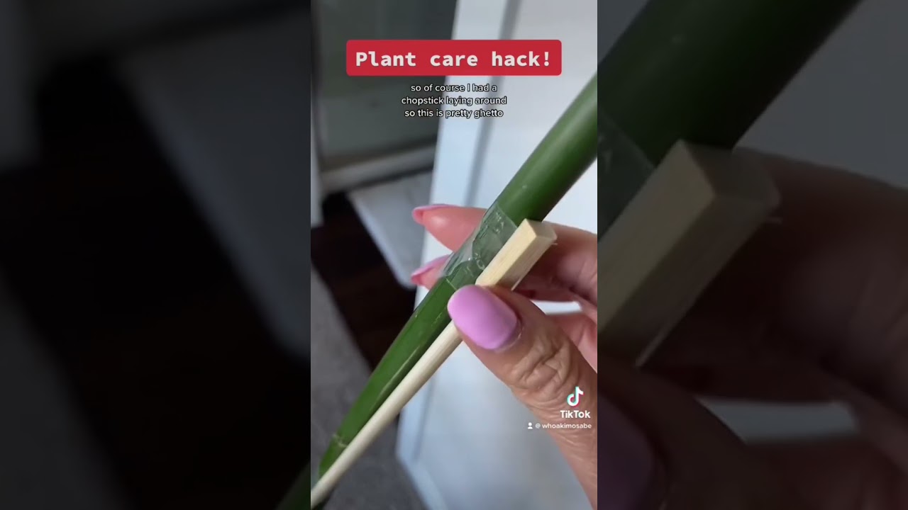 Plant care hack! How to fix a broken plant stem #shorts #plantcare #plants #planthacks
