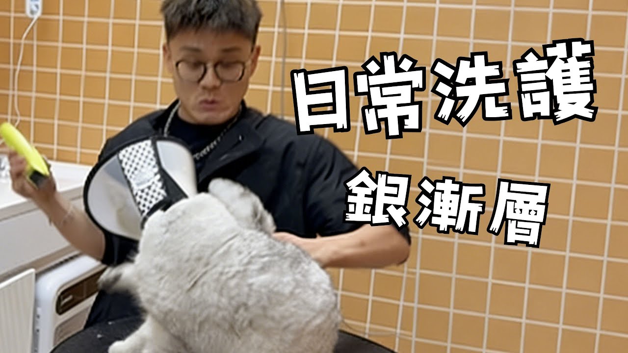 2顆星星銀漸層 抓咬專業戶 不被抓就算沒洗貓  #寵物洗澡 #寵小哥洗護