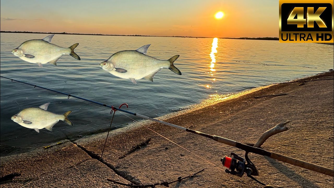 Pescuit la FEEDER  pe barajul MIHAILESTI la Platica! [4k].