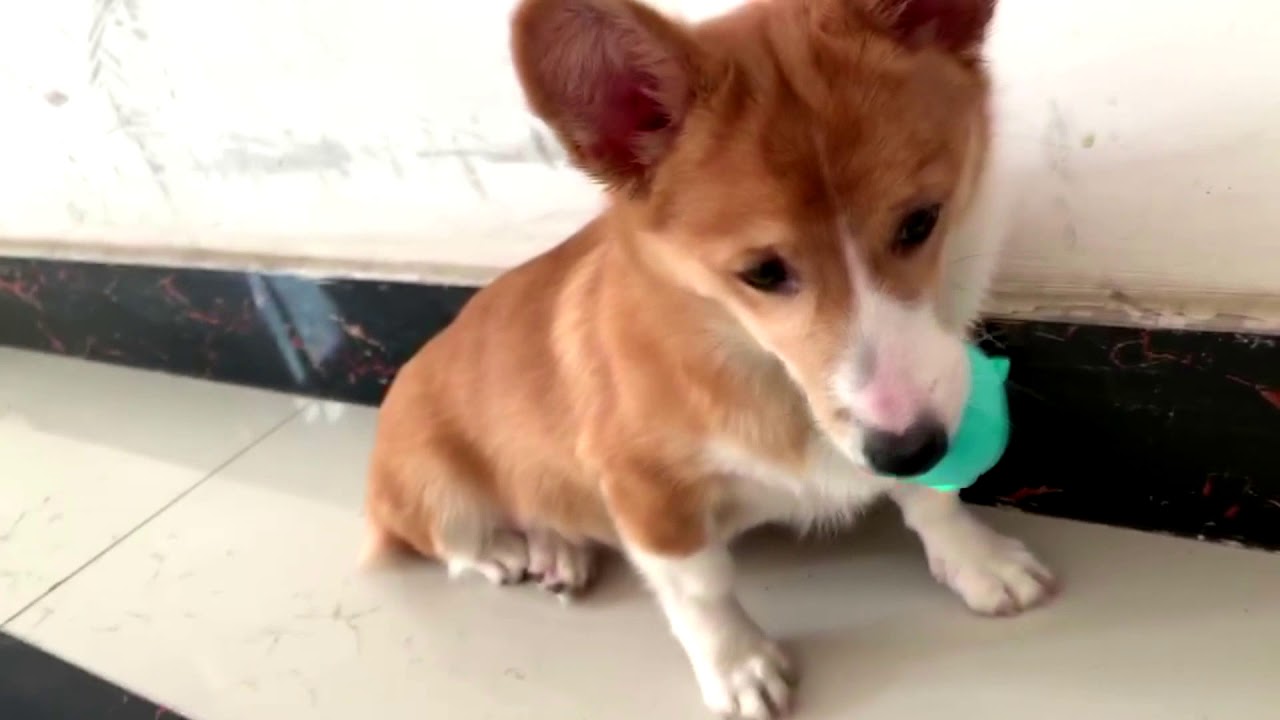 dog lick toy with extra dog treat
