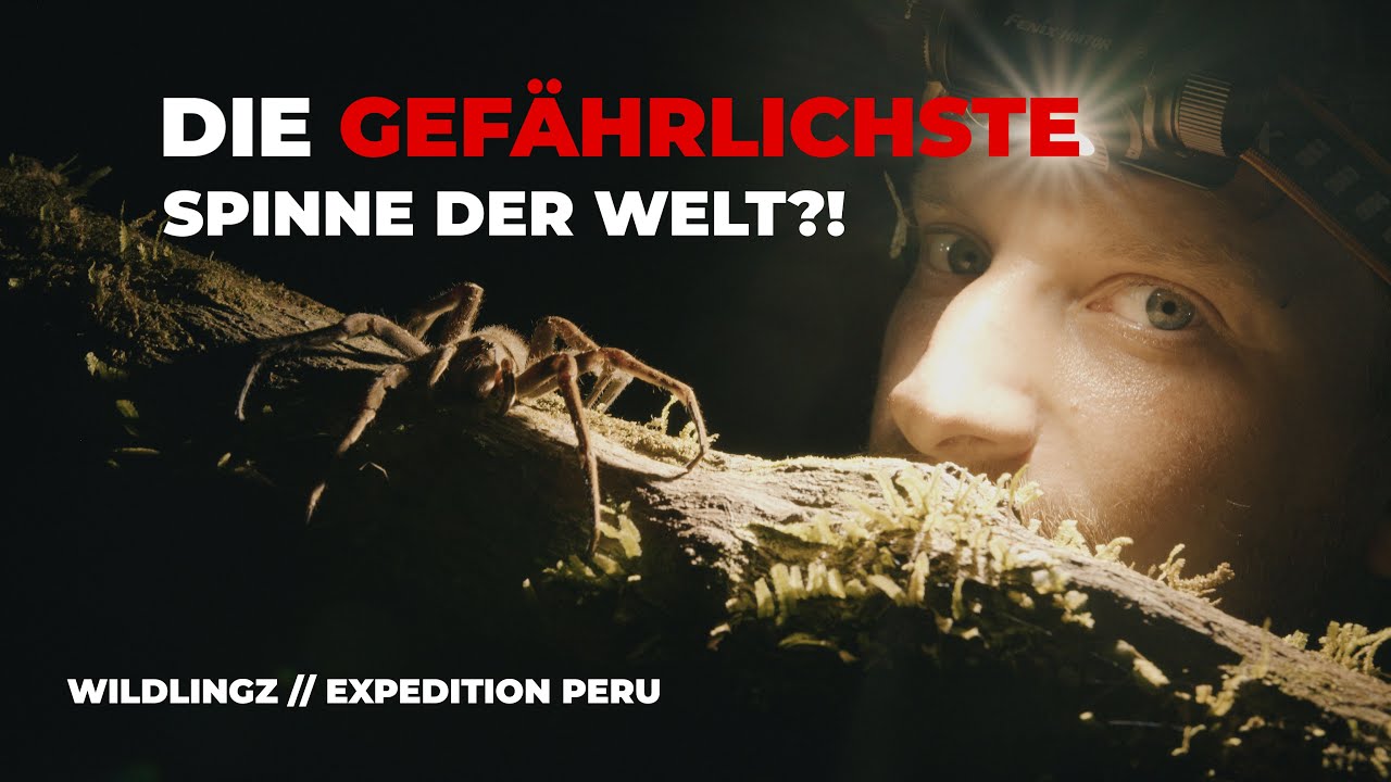 Die gefährlichste Spinne der Welt ?! | Expedition Peru | WILDLINGZ