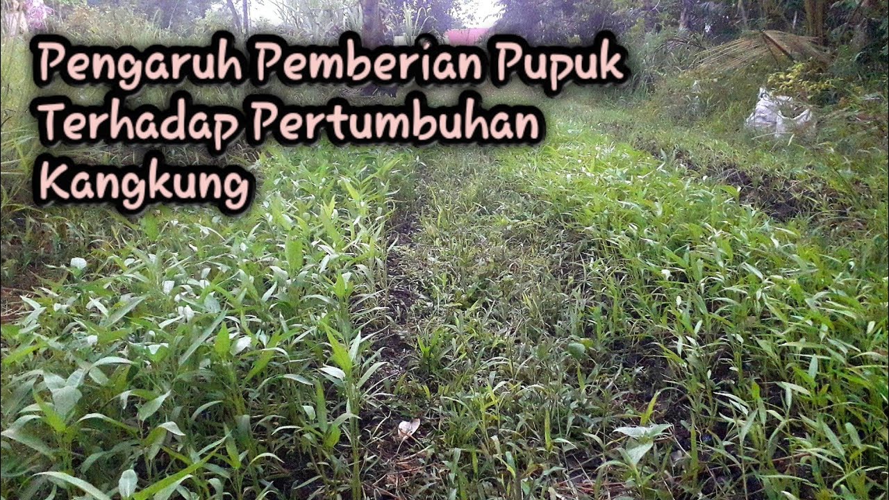 Pemupukan Tanaman Kangkung Serta Hasil Akhir yang didapat