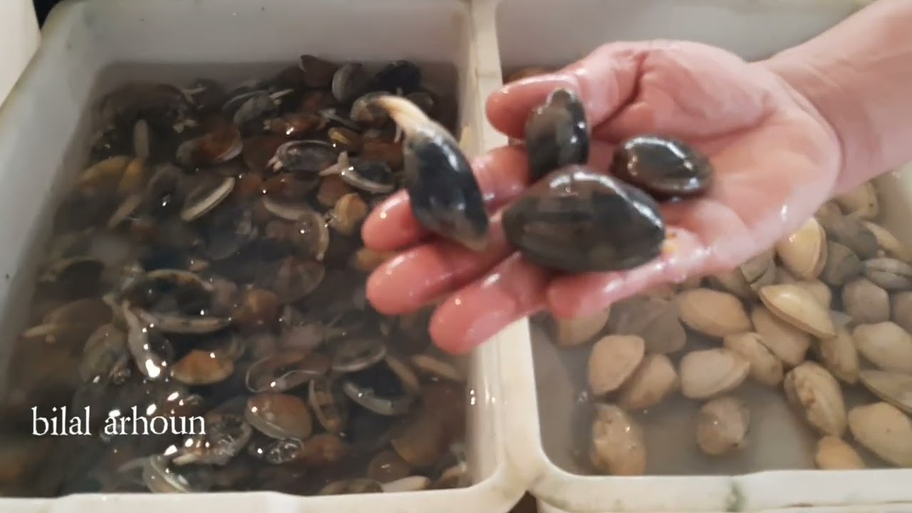 أنواع و أثمنة الصدفيات البحرية، بشمال المغرب 🇲🇦✌🌷