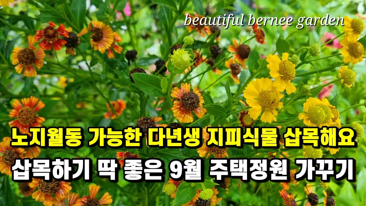 노지월동 가능한 다년생 지피식물 삽목해요/삽목하기 딱 좋은 9월 #주택정원 가꾸기#