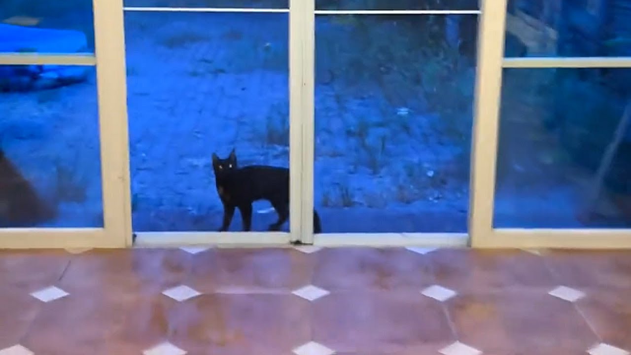 Я не крала твоих детей! Они сами за мной увязались!