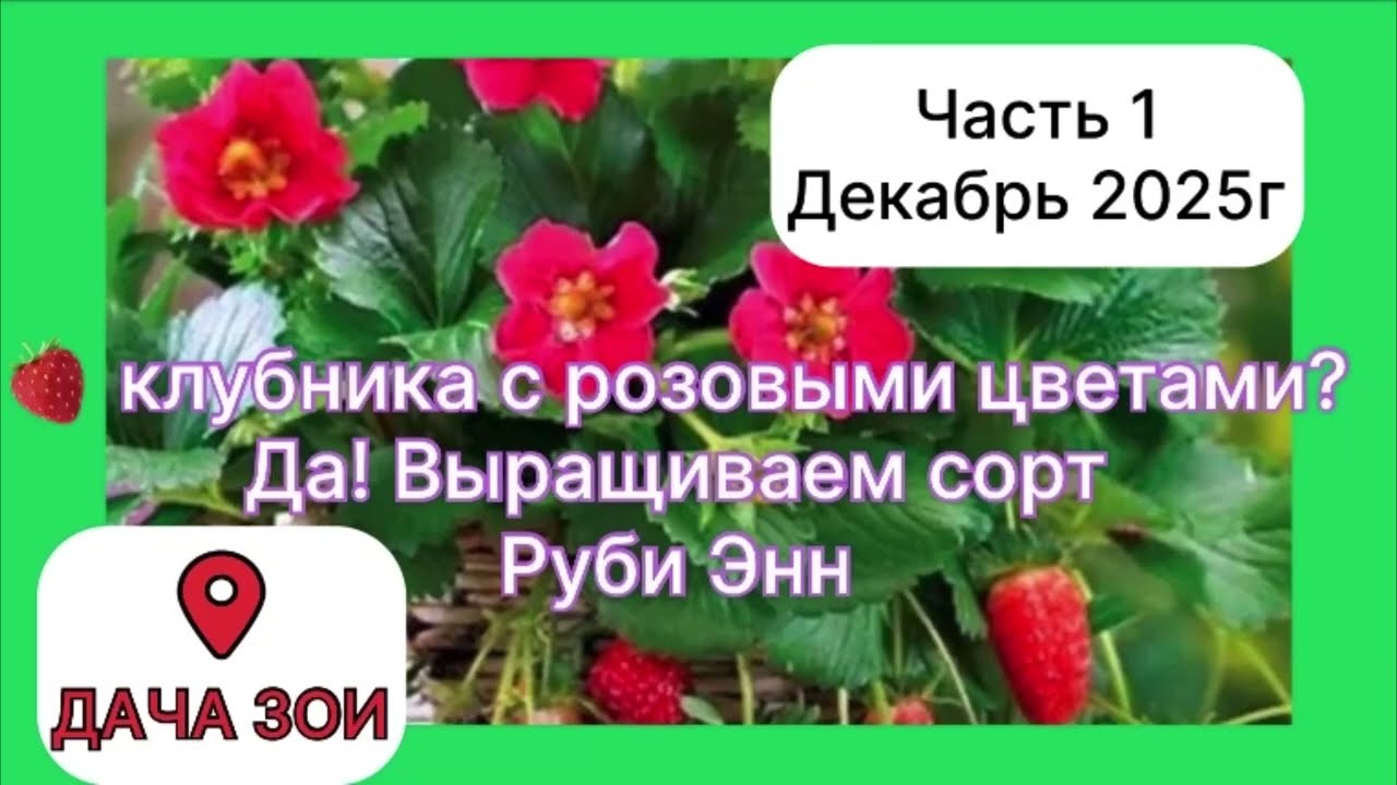 Клубника 🍓 с розовыми цветами? Да! Выращиваем сорт Руби Энн