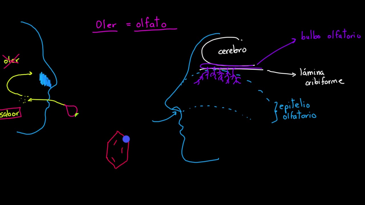 Olfato - estructura y función | Procesar el entorno | Khan Academy en Español