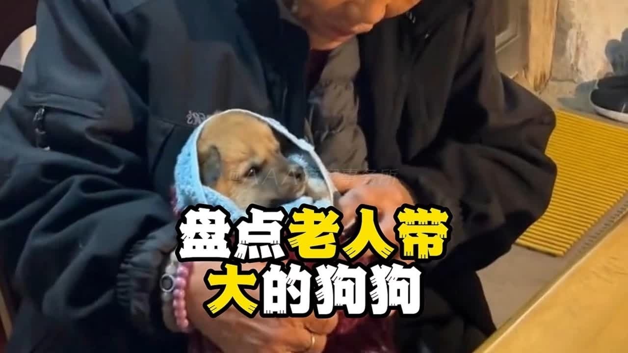盘点被老人带大的狗狗#萌宠出道计划 #老人和狗 #养狗养出了养孩子的味道