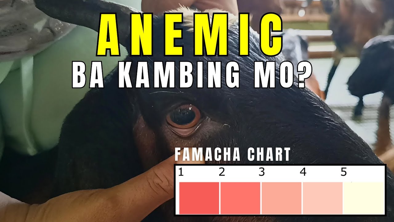 ANEMIC ba ang Kambing mo?  Gabay para sa Goat Farmers