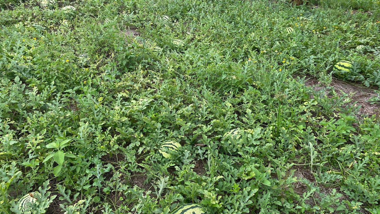 A Tour of My Watermelon Garden in an African Village in Uganda House of Kanomugisha💕 is live