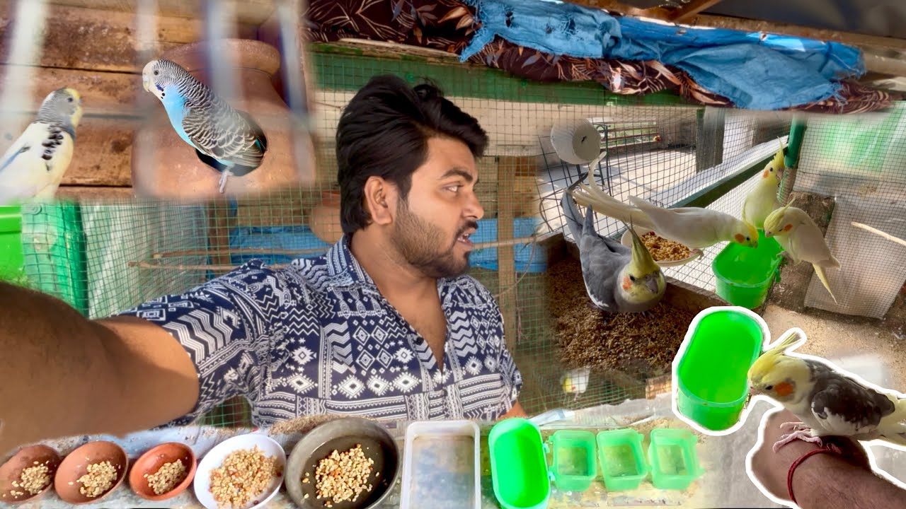 How to start a cockatiel bird breeding course | cockatiel breeding tips and information |