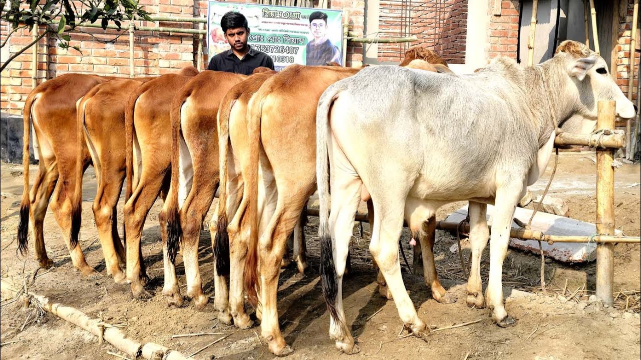 27/1/26/বর্ডার এলাকা থেকে কম দামে গরু কিনুন লাভ হবেই ক্যাশ অন ডেলিভারিতে মিনহাজ ভাইয়ের কালেকশনে।