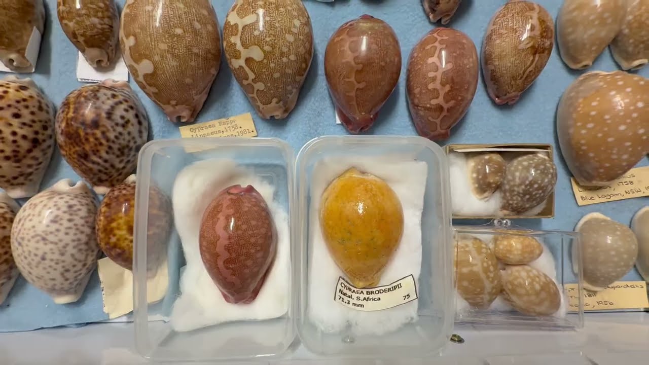 My seashell collection museum Video 32: Cypraeidae Part 2 - medium to large species