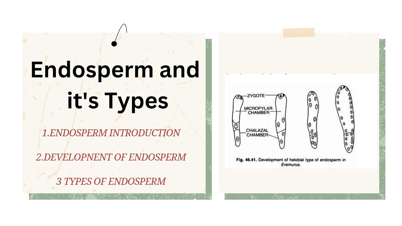 Endosperm | Endosperm development in Angiosperms | Nuclear type, Cellular type, Helobial type