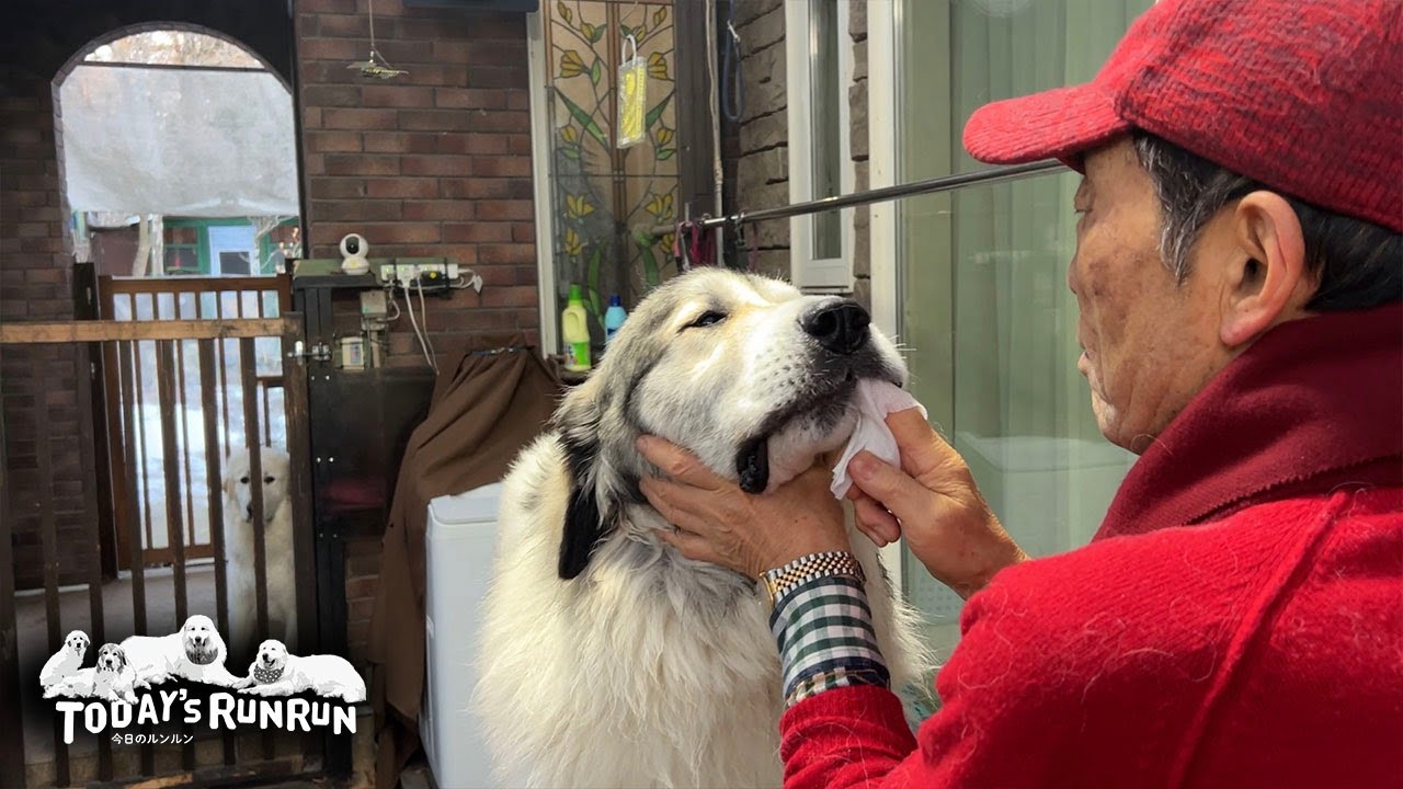 お父さんに絶大の信頼！大人しく歯磨きを受けるベルです　Great Pyrenees　グレートピレニーズ