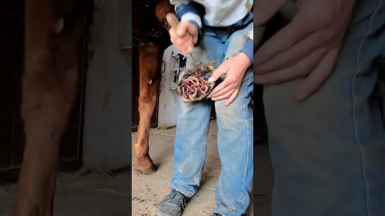 Dirt Disaster Defeated: Master's Genius Hoof Cleaning Techniques Exposed! #hoof #horse #farmlife