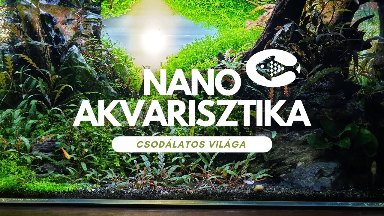 A NANO akvarisztika csodálatos világa:🐟🌿 Miniatűr víz alatti világok🐟🌿#aquascape #akvarium #aquarium