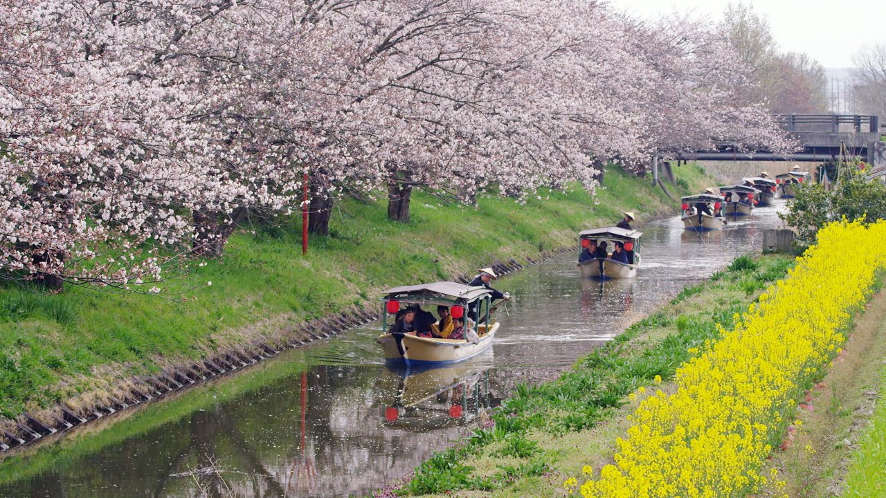 [ 4K Ultra HD ] 近江八幡 春の「水郷めぐり・八幡掘めぐり」OmiHachiman River Cruising in Spring (Shot on RED EPIC)