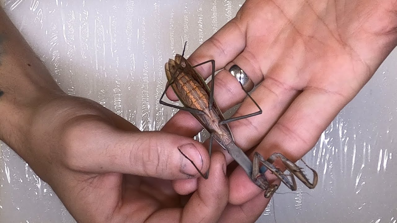 Pinning a Praying Mantis