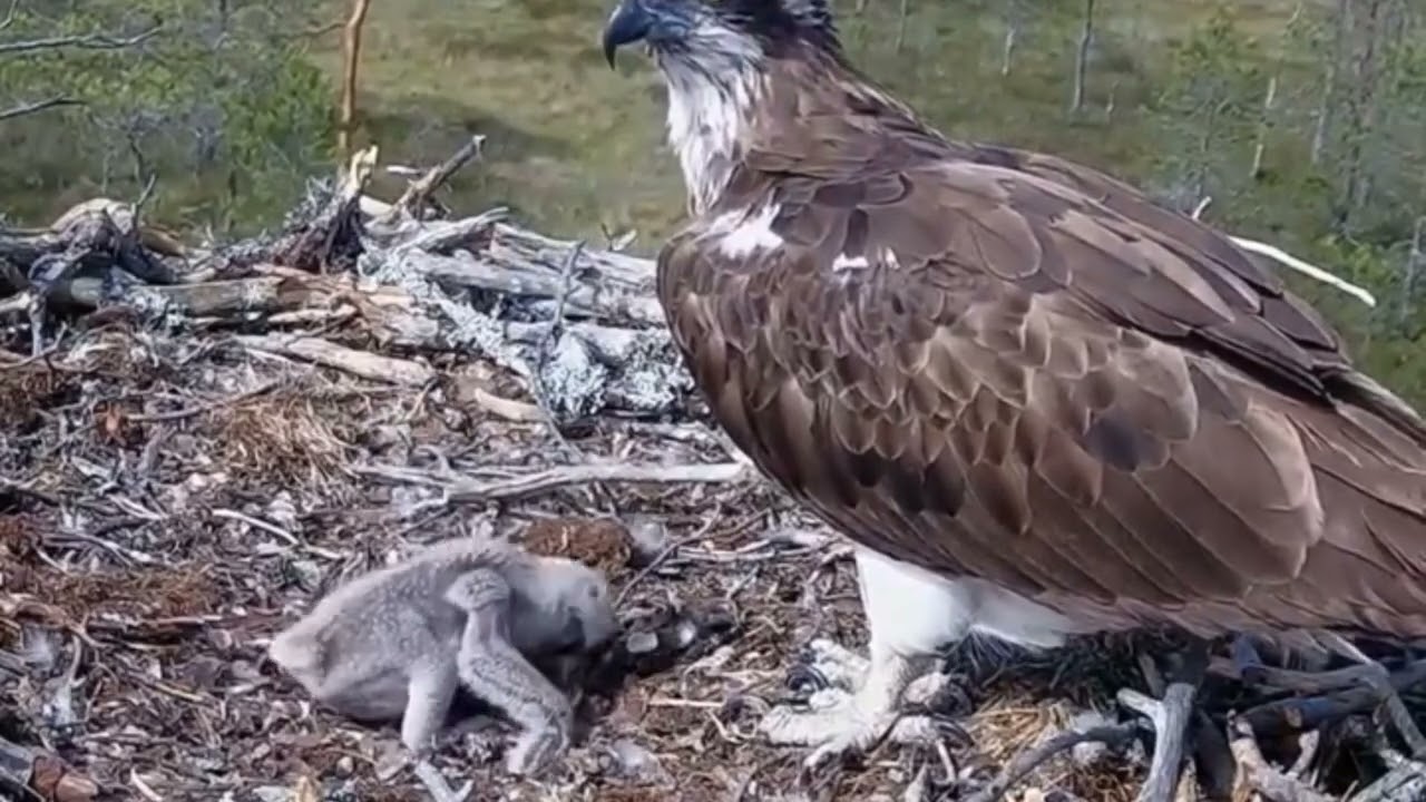 KETIKA BAYI-BAYI BURUNG KELAPARAN
