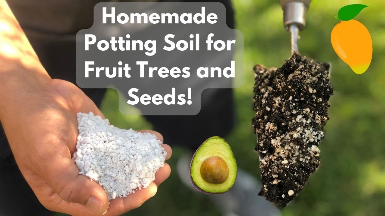 Updated Homemade Potting Soil for Avocados, Mangos and More!