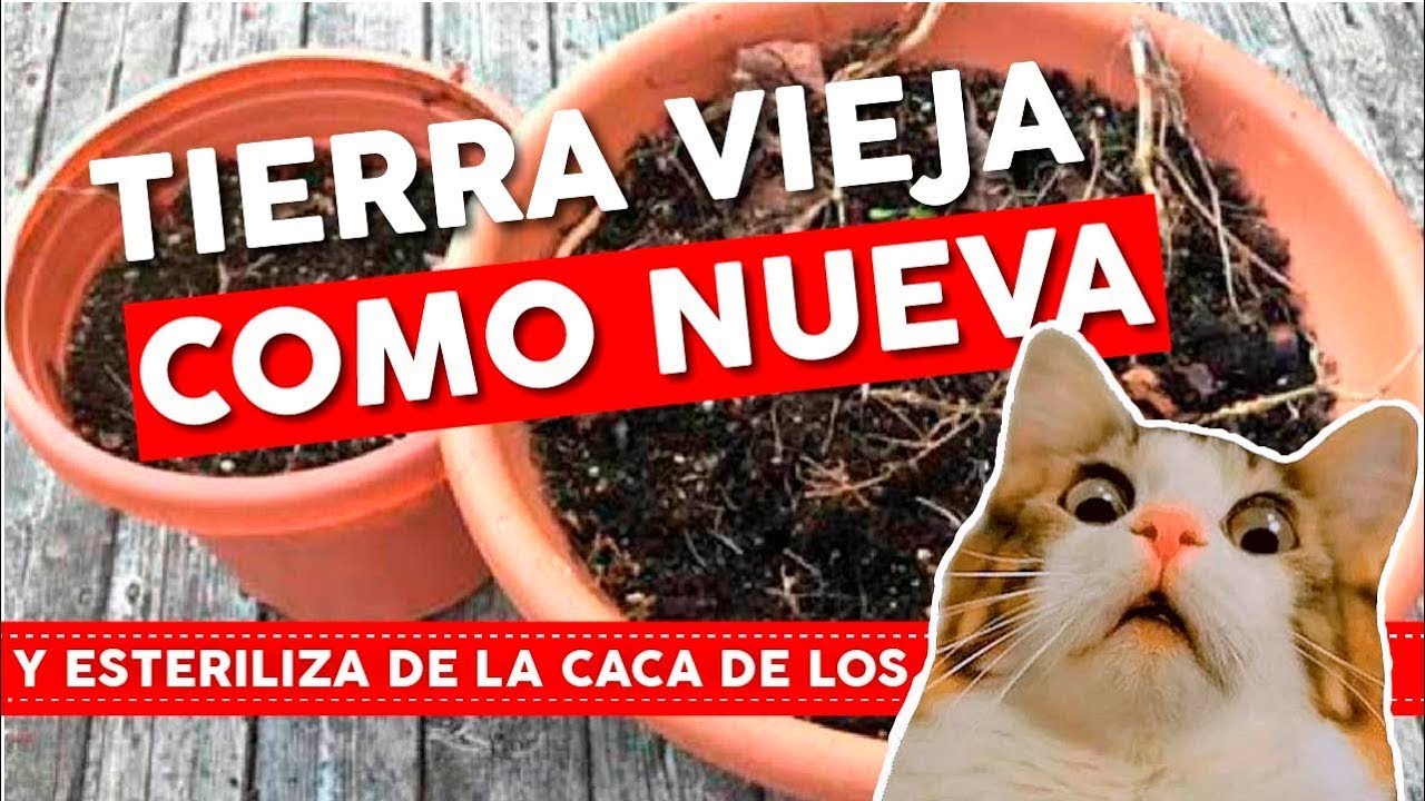 💩 Revive TIERRA Vieja y ESTERILIZA Tierra ENFERMA o con EXCREMENTOS de animales
