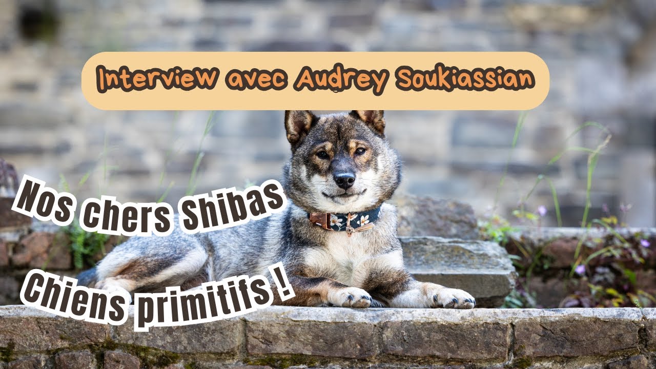 Nos chers Shibas - chiens primitifs