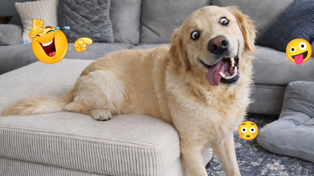 You’ll Laugh Every Second Watching These Dogs 🤣🦮 FUNNIEST DOGS Video 2026 #61