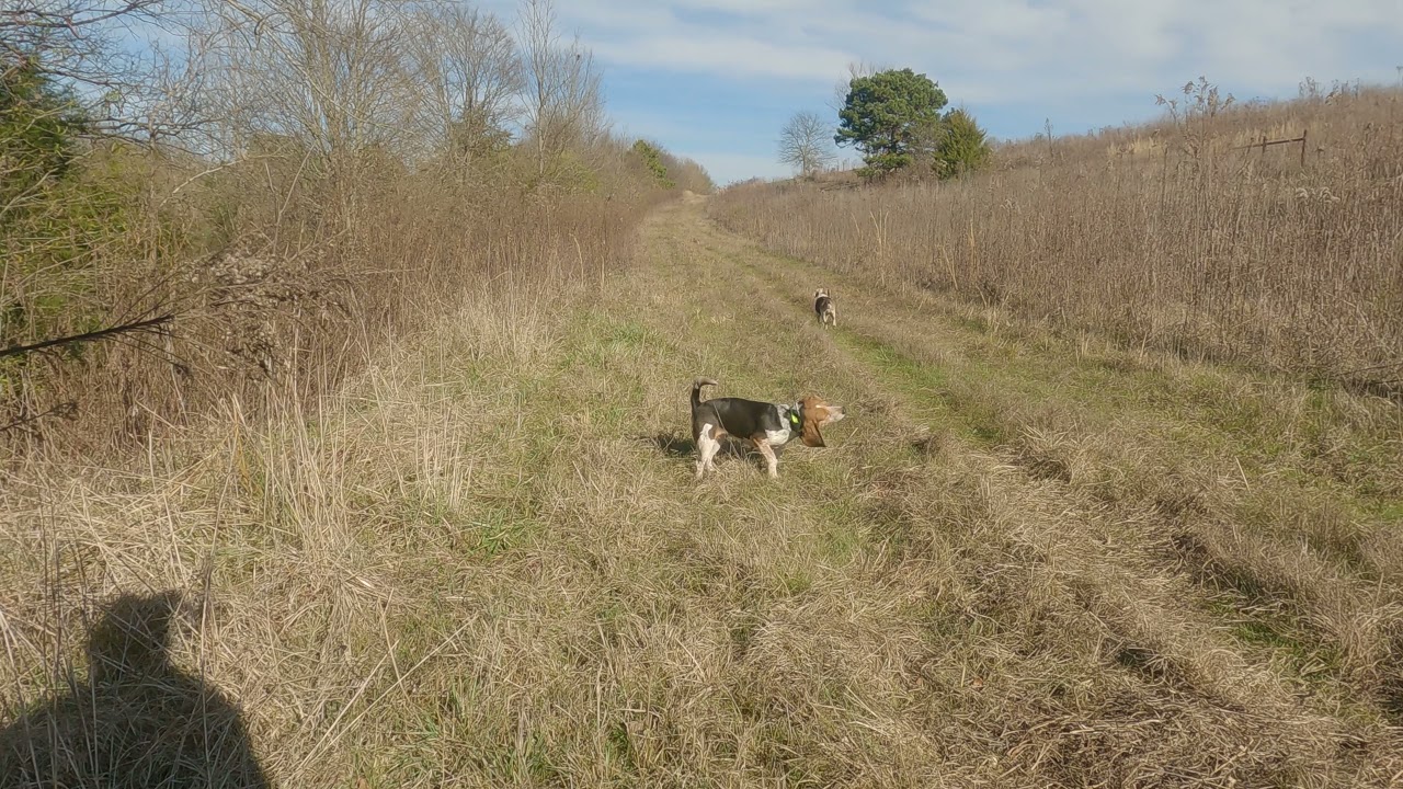 Sweet Hound Music While Hunting Rabbits