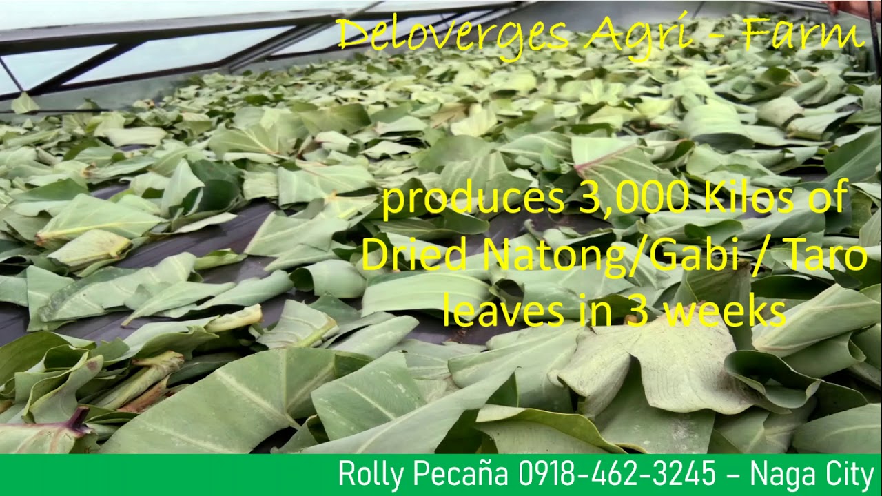 DRIED NATONG GABI TARO LEAVES VOLUME SALE Duly Accredited by DA/DTI/FDAPhilGeps