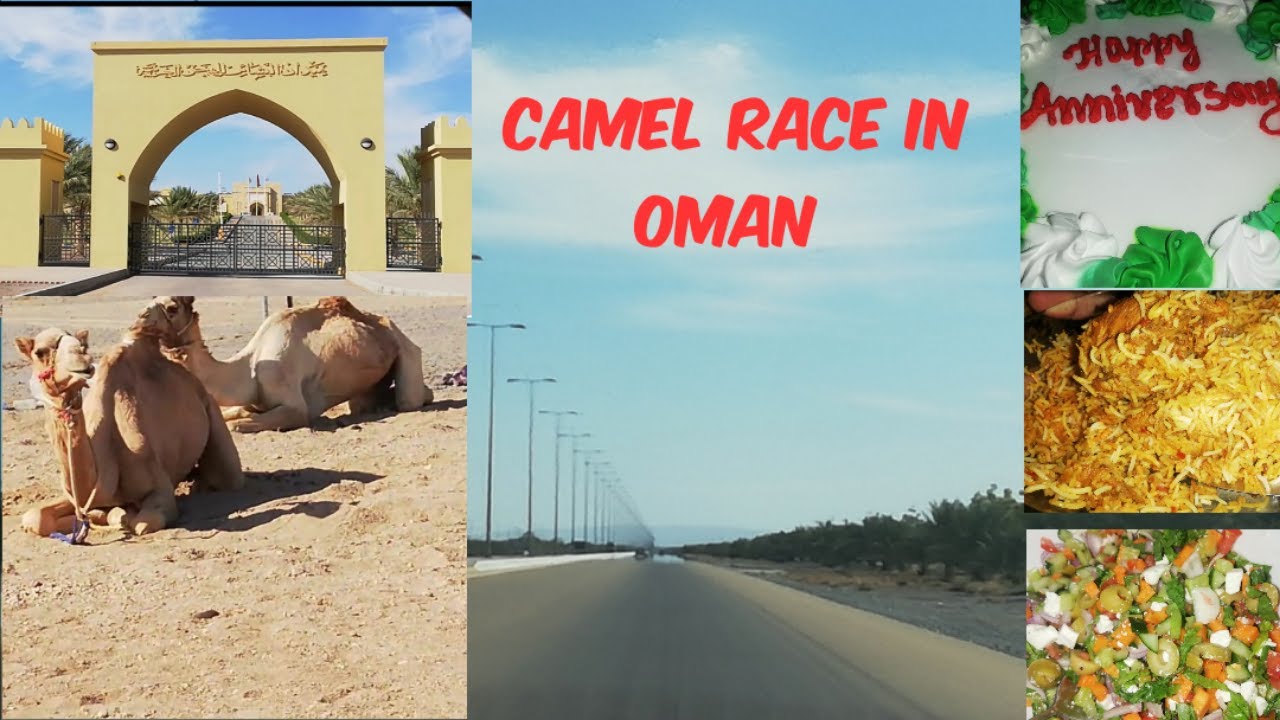 Camel Race in Oman II Wedding Anniversary