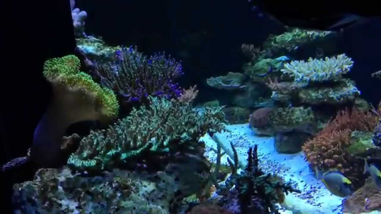 jmadden's Reef: 90G Ultimate Update