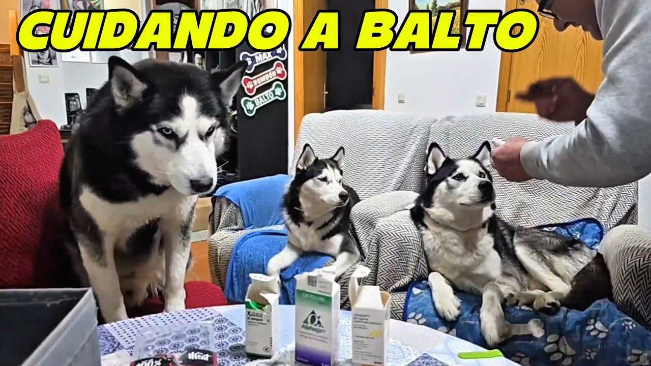 ¿ME ENCONTRARÁN? REACCIÓN INCREÍBLE: ESCONDITE CON MIS PERROS 🐶🌳