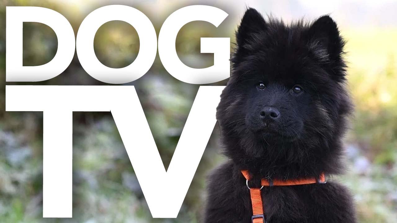 Ultimate Dog TV: 20 Hours of Virtual Walking Through Nature