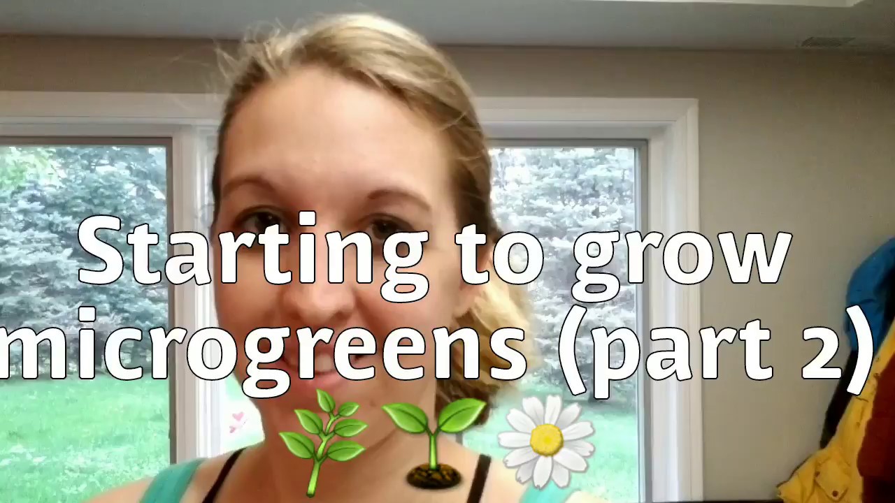 Starting to grow microgreens (part 2) and delivering samples!