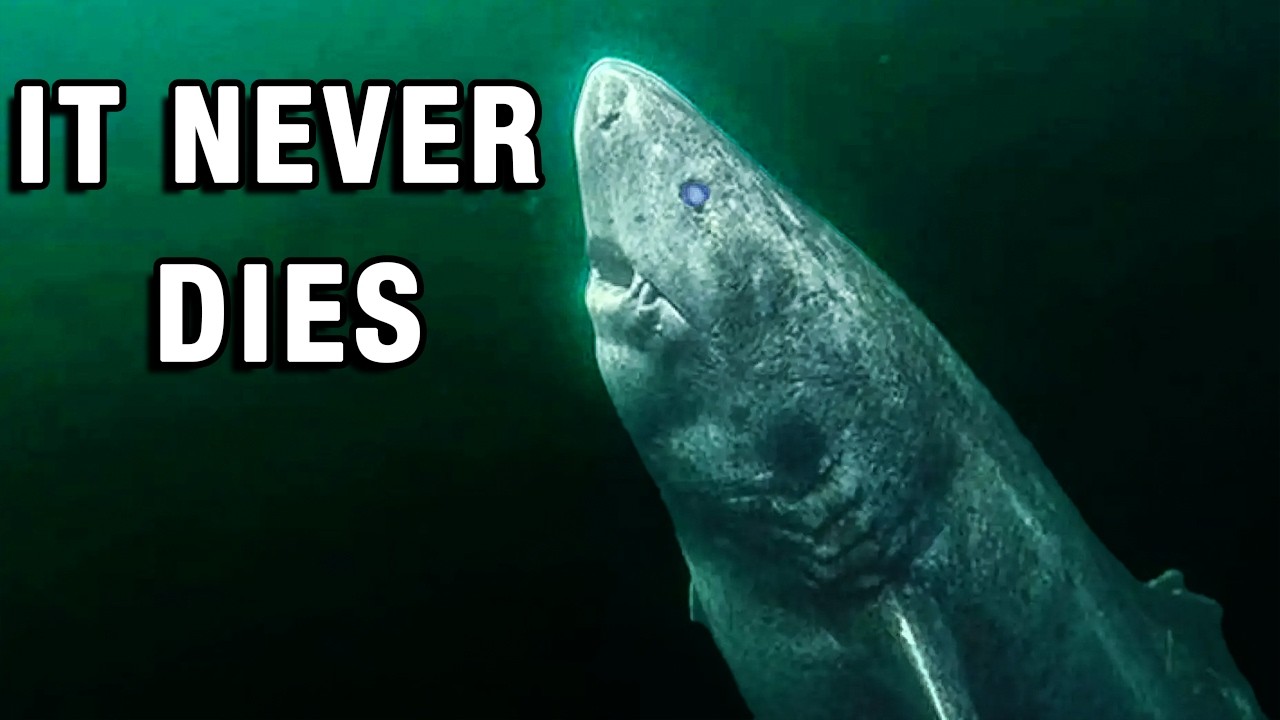 THIS 300 Years Old Creature Is Lurking Under the Arctic Ice