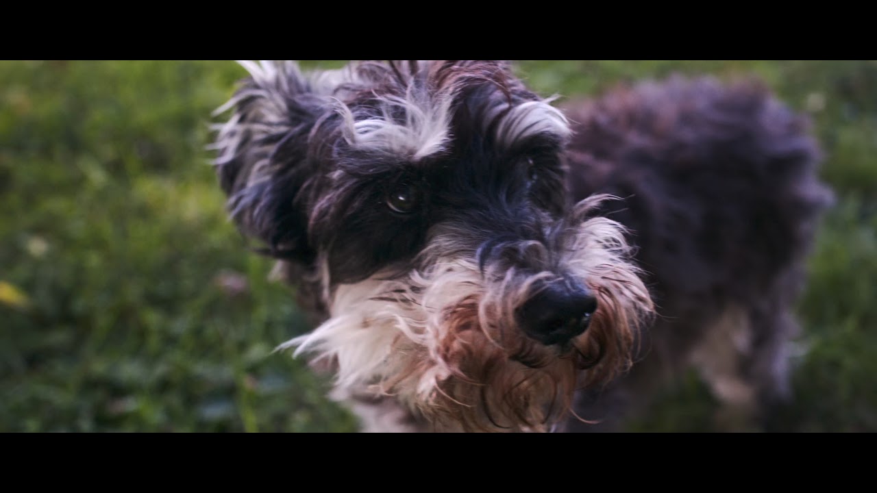 Nikon Z7 12 bit RAW video (HDR)