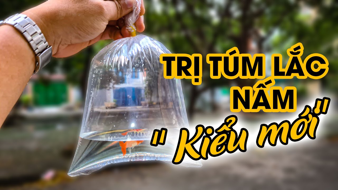 Trị bệnh TÚM, LẮC, NẤM cá 7 màu bằng túi 