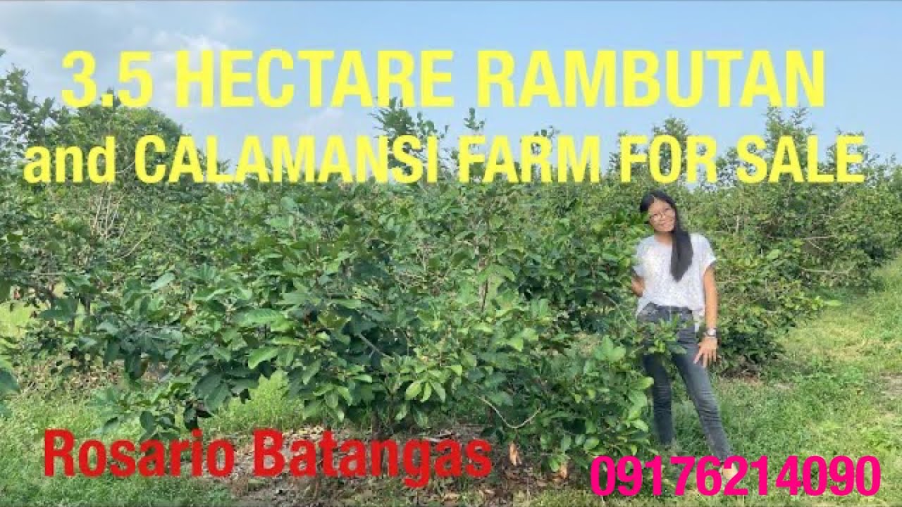 Vlog445: 3.5 HECTARE RAMBUTAN AND CALAMANSI FARM FOR SALE IN ROSARIO BATANGAS PHILIPPINES
